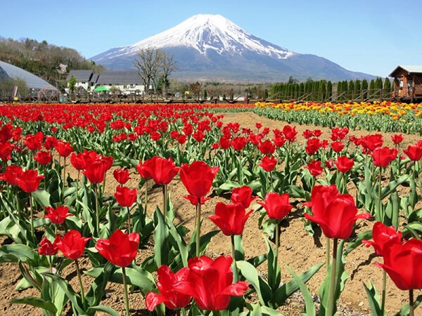【新宿発】「花の都公園&鳴沢氷穴散策」とランチビュッフェ食べ放題◎世界遺産富士山をバックに咲くチューリップでお花見。旬のいちご狩り&ランチバイキング食べ放題に富士五湖の人気スポットの観光付き。