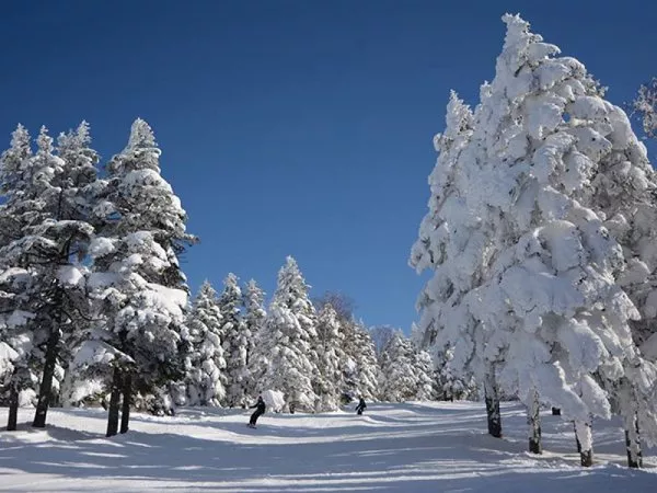 竜王スキーパーク(コース)⑧ 木落としコース(樹氷)