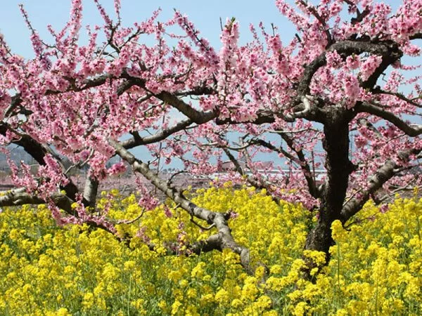 御坂農園 桃の木と菜の花