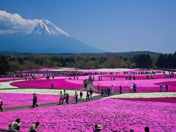 富士芝桜まつり 芝桜と富士山