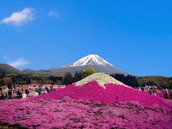 【新宿発】富士芝桜まつり&富士山五合目◎絨毯のように広がる鮮やかな芝桜と世界遺産・富士山の共演はインスタ映えの絶景!富士山五合目ではレストハウスやパワースポットもあり楽しみ方いっぱい。施設入園料込み