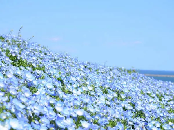 【新宿発】青の絨毯「ネモフィラ」とあしかがフラワーパーク「大藤」観賞イメージ