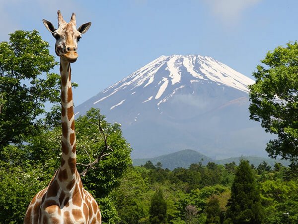 【東京発】富士サファリパーク&御殿場プレミアム・アウトレット◎富士山の麓の巨大アウトレットでショッピングを楽しんだら、人気動物園で間近に迫る動物達とSNS映えの一枚を。お買物に便利なスペシャルクーポン券プレゼント。