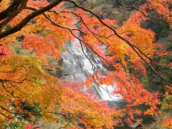 養老渓谷 紅葉と滝
