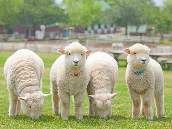 Gotoキャンペーン 動物ふれあい 鴨川シーワールド アウトレット 三井アウトレットパーク木更津 動物とふれあい 日帰りバスツアー 専門の旅行会社 トラベックスツアーズ 公式
