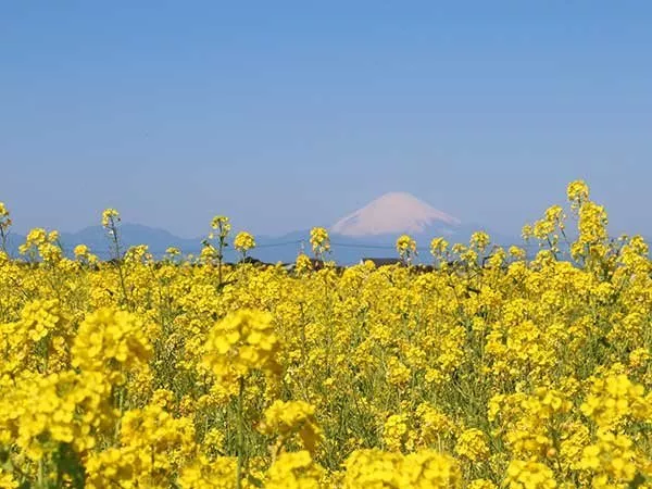 ソレイユの丘 菜の花と富士山