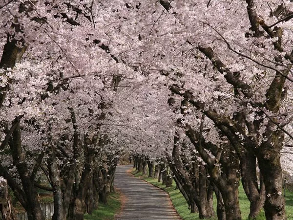 赤城南面 千本桜 桜のトンネル