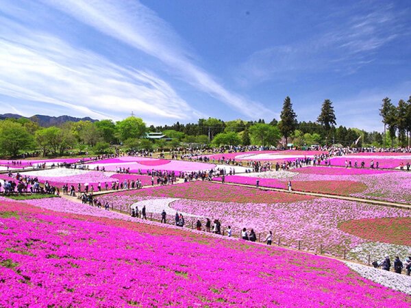【東京・新宿発】羊山公園芝桜観賞&いちご狩り食べ放題◎春色あふれる秩父でSNS映えの旅☆丘に広がる鮮やかな花の絨毯はまさに絶景!長瀞の名勝・岩畳やスイーツも楽しめる♪入園料と果物狩り、ランチビュッフェ込みのプランで豊かな自然と触れ合おう