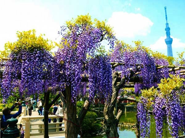 【東京発】『都内花名所めぐり』六義園「ツツジ」&根津神社「ツツジ」&亀戸天神「藤まつり」◎都内のお花見名所を1日でお手軽に回れる。有名な亀戸天神の藤まつりや特別名勝六義園&根津神社のつつじなどをお楽しみください!