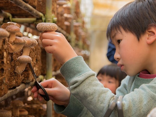1名で2席利用！【東京発】秋の味覚しいたけ狩り収穫体験&絶景のコスモス観賞＆酒々井プレミアム・アウトレット