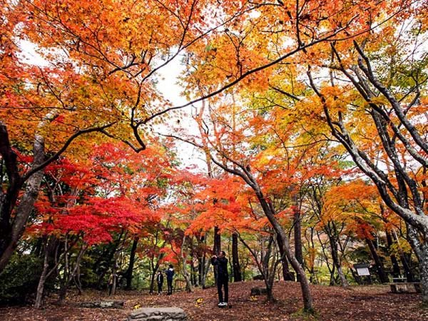 ≪GoToトラベル対象商品≫【東京発】秋の絶景を堪能!長瀞紅葉まつり&長瀞ライン下り◎ダイナミックな川下りを楽しんだ後は絶景の紅葉観賞。ランチバイキングの昼食付。