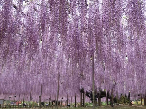 【新宿発】栃木2大神秘スポット!あしかがフラワーパーク「大藤」&大谷資料館◎世界が称賛する大藤の絶景と、幻想的な世界が広がる巨大地下空間はSNS映えばっちり。宇都宮散策もセットで餃子食べ歩きも楽しめる!お食事券1,000円分付き