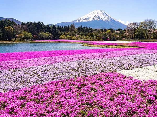 【新宿発】富士芝桜まつり&桔梗信玄餅詰め放題◎世界遺産・富士山をバックに芝桜のお花見。ランチバイキングでおなかいっぱい食べ放題!山梨銘菓の詰め放題にワイナリーで試飲も楽しめる欲張りプラン。