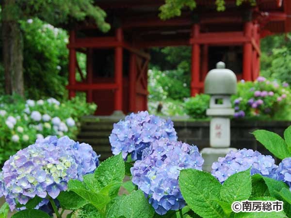 【東京・新宿発】房総SNS映えスポット巡り!千葉のあじさい寺「日運寺」&大山千枚田◎パワースポット日運寺はSNS映えのアジサイ寺!日本の原風景大山千枚田も絶好のフォトスポット。海鮮浜焼きや勝手丼が食べ放題の昼食に千葉アクアメロンの試食付き。