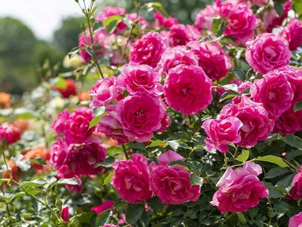 【新宿発】フォトジェニック旅~初夏の茨城花名所めぐり~◎バラの香りに包まれたいばらきフラワーパークはSNS映えばっちり。パワースポット雨引観音で話題のあじさい池観賞&御朱印巡り。佐野アウトレットでお買物もばっちり。お得なクーポン券付き