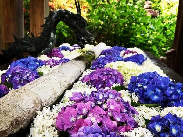 東京 新宿発 雨とのマリアージュ あじさい観賞 さくらんぼ狩り 吉祥寺散策 雨に濡れたアジサイも風情たっぷりでsns映えばっちり 旬の果物狩りを楽しんだら真田の町沼田で食べ歩き 食べ歩きチケットにぐんまちゃんタオルのプレゼント付き 日帰り その他バス 東京 新宿発 雨とのマリアージュ あじさい観賞 さくらんぼ狩り 吉祥寺散策 雨に濡れたアジサイも風情たっぷりでsns映えばっちり 旬の果物狩りを楽しんだら真田の町沼田で食べ歩き 食べ歩きチケットにぐんまちゃんタオルのプレゼント付き 日帰り その他バス