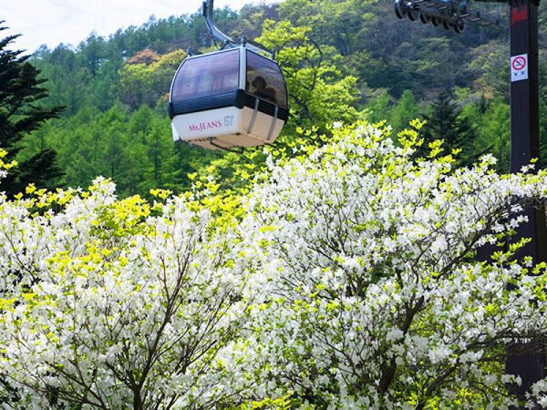 【東京・上野発】絶景空中散歩「新緑の那須ゴンドラ」&マイナスイオンいっぱい癒しの「乙女の滝」◎自然豊かな那須高原で、国内最大級のツツジ群生地鑑賞!チーズケーキガーデンでのショッピングも楽しめる♪ロープウェイ往復乗車券と贅沢つつじ御前の昼食付