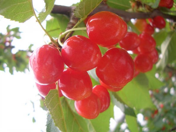 【新宿発】赤い宝石「さくらんぼ狩り」食べ放題&日本一の「バラ回廊」観賞◎ハイジの村の日本一長いバラ回廊はSNS映え!八ヶ岳リゾートアウトレットで満足ショッピング。初夏の味覚を満喫、果物狩りセットプラン♪アウトレットで使えるお得なクーポン付き