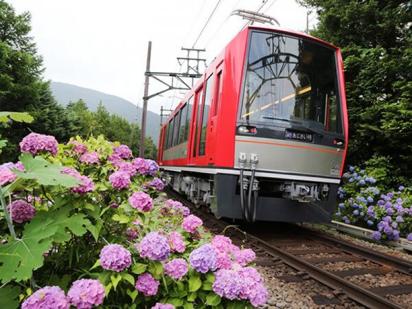 【新宿発】「箱根あじさい電車」と縁結びの神様「出雲大社相模分祠」◎登山鉄道の車窓から一味違ったアジサイ観賞。縁結びのパワースポットで御朱印ゲット。御殿場アウトレットでショッピングもばっちり。