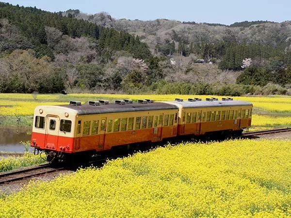 小湊鉄道 菜の花畑を走る鉄道