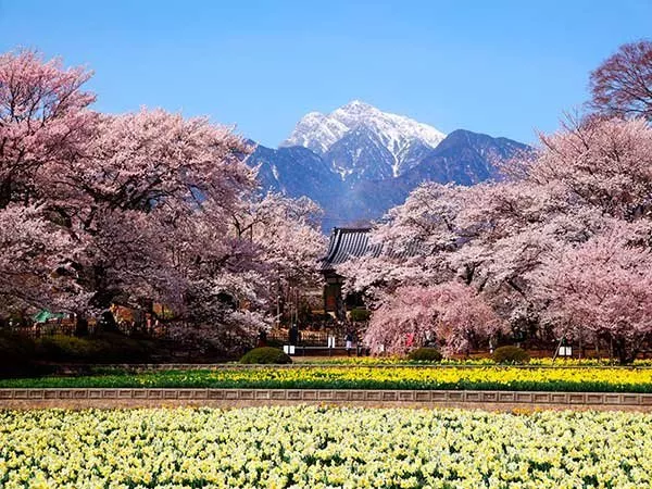 山高神代桜 富士山をバックの遠景