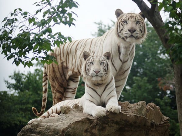 八景島シーパラダイス ドルフィンファンタジーイメージ