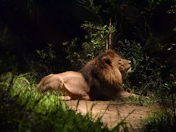よこはま動物園ズーラシア ナイトズーラシアのライオン