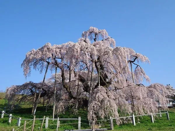 三春滝桜 滝桜