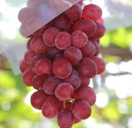 ぶどう ぶどう狩り