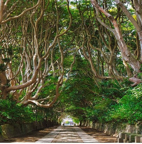 酒列磯前神社 酒列磯前神社