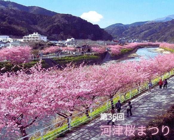 河津桜まつり 河津桜まつり