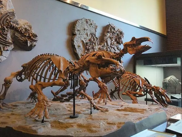 埼玉県立自然の博物館 恐竜の化石