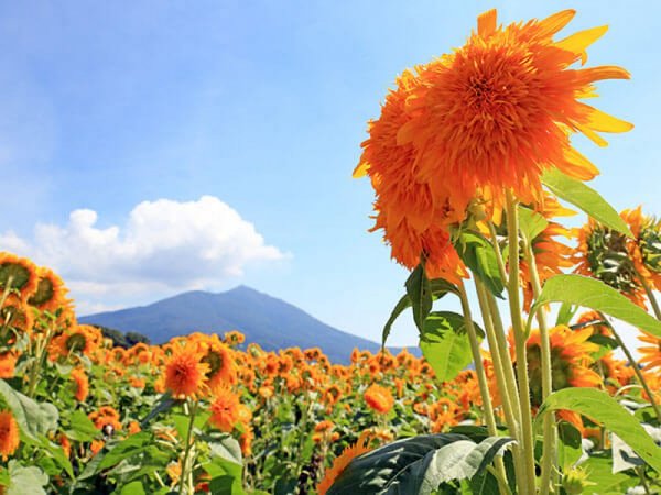 【新宿発】再発見旅シリーズ!第一弾(~夏の茨城~)◎新企画第一段!向日葵・旬の味覚狩り・あみアウトレット・パワースポットでご朱印巡りと、夏の茨城の魅力を再発見!梨狩りは食べ放題に巨峰一房のお土産付き!