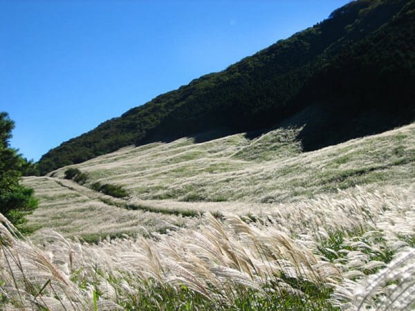 仙石原すすき草原イメージ