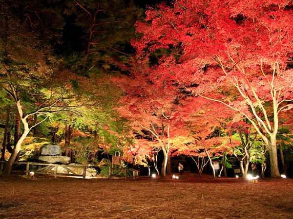 【東京・上野発】長瀞紅葉まつりライトアップ＆SLパレオエクスプレス＆ライン下りイメージ