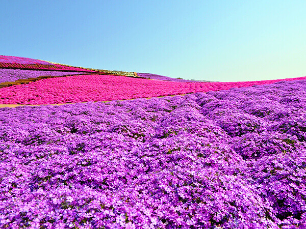 東京ドイツ村 芝桜