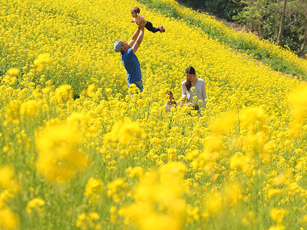 マザー牧場 菜の花