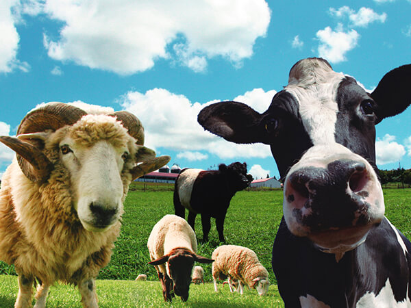 マザー牧場 動物たち