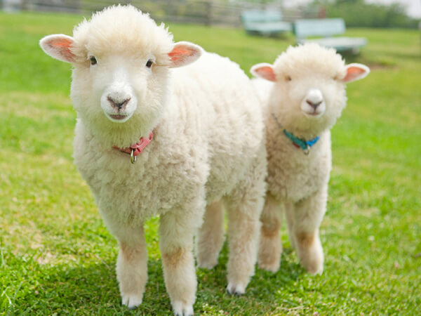 マザー牧場 子羊