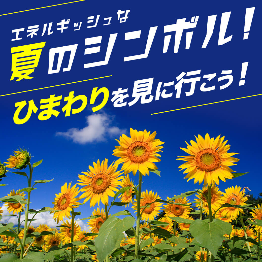 日帰りバスツアー専門の旅行会社 トラベックスツアーズ 公式