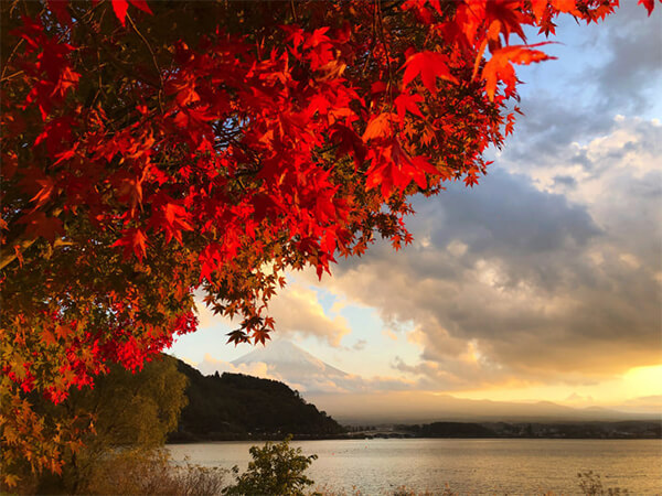 夕方の河口湖バックの紅葉