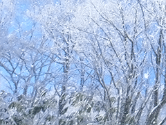 関東朝発スキーバスへのリンクボタン