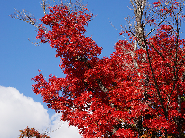 河口湖紅葉まつりライトアップイメージ4